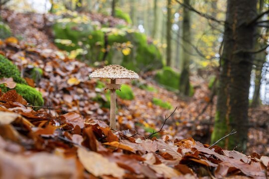 Parasol mushroom (Macrolepiota procera) mushroom in a forest in autumn, Bavaria, Germany