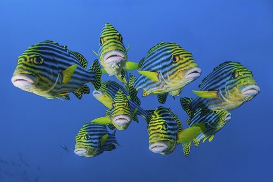 Close-up of group of small shoal of nine Oriental sweetlips (Plectorhinchus vittatus) standing floating in blue sea open water swimming towards viewer, Indian Ocean, Maldives