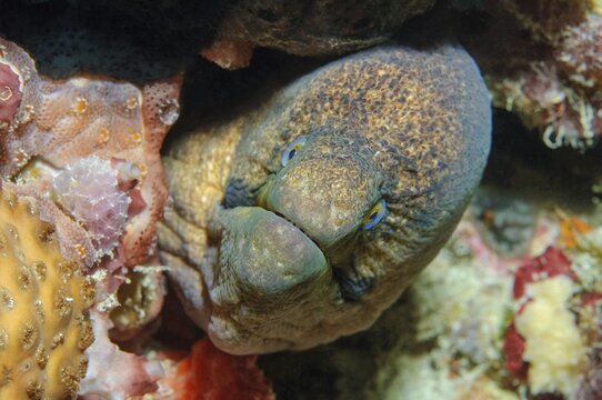 Underwater photo close-up portrait of giant moray eel (Gymnothorax javanicus) looking directly at viewer looking threateningly aggressive from cave dwelling hiding place, Indian Ocean, Maldives