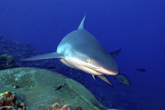 Underwater photo close-up of Grey reef shark (Carcharhinus amblyrhynchos) swimming over coral reef with slightly open mouth very close to viewer, Pacific Ocean