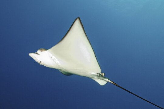 Pointed head with bulging eyes and white underside Belly of Spotted eagle ray (Aetobatus ocellatus), Indian Ocean, Maldives