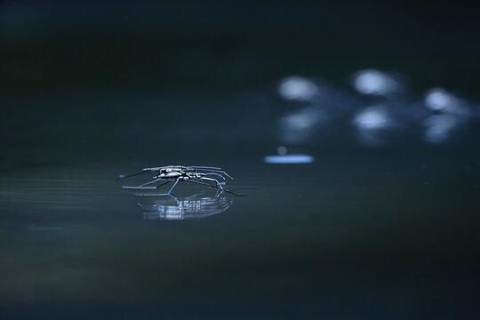 Insect Water strider (Gerridae) on a river, June, Saxony, Germany