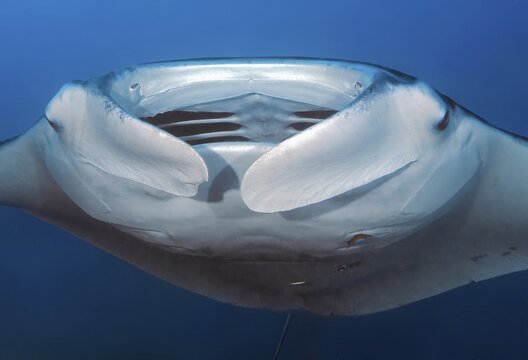 Underwater photo head portrait close-up of giant ray manta ray (Manta birostris) plankton eater popular devil ray looks directly at viewer opens mouth gill slits in throat can be seen, subtropical tropical seas, international