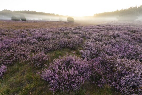 Enchanting morning atmosphere in August with fog in the blooming L&uuml;neburger Heide near Niederhaverbeck. Wacholderheide at sunrise