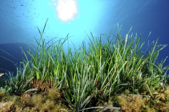 Underwater photo Partial view of seagrass meadow of Neptune grass (Posidonia oceanica) stores carbon Indicators of good water quality, Mediterranean Sea
