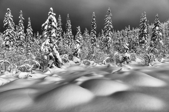 Deep snow-covered forest, G&auml;llivare, Norrbotten, Lapland, Sweden, January 2021