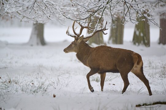 A magnificent stag moves through the snowy landscape, trees in the background, winter, red deer (Cervus elaphus), Hesse, Germany