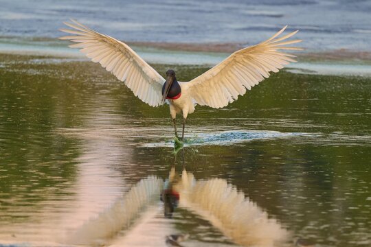 A large bird spreads its wings over the peaceful water surface, Jabiru (Jabiru mycteria), Pantanal, Mato Grosso, Brazil