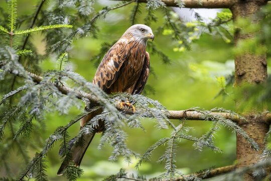 Red kite (Milvus milvus) sitting on a branch, Bavaria, Germany