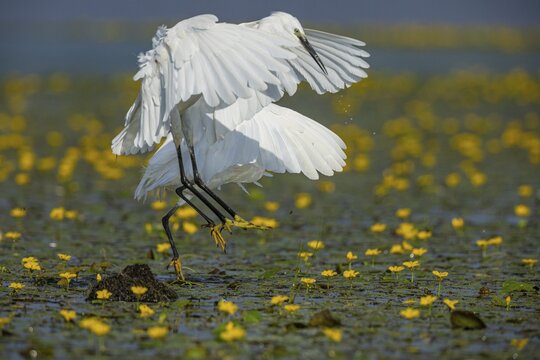 Little Egret (Egretta garzetta) in the midst of flowering echidnas Hungary