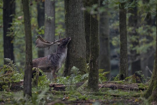 A fallow deer (Dama dama) marks the trunk of an oak tree with the secretion of the pre-eye gland, autumn, rut, fallow deer rut, October, Germany