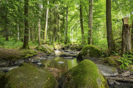 A little river flowing through the forest in the hunts by Turn and Taxis in early summer near Regensburg, Upper Palatinate, Bavaria, Germany