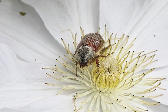 Cockchafer, field cockchafer (Melolontha melolontha), female on a clematis flower, Wilnsdorf, North Rhine-Westphalia, Germany