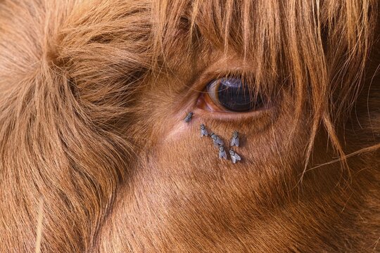 Close-up of a cow's eye with flies on the coat, warm colour scheme and details visible, cattle (Bos taurus) in a field, observed with bugs around the eye, natural grassland, Osnabr&uuml;cker Land, Lower Saxony, Germany