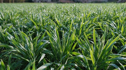 Obraz premium Lush Green Field of Young Wheat Sprouts Under Bright Sunlight, Agriculture and Growth Concept