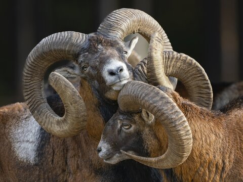 Two grouches have wedged their horns, North Rhine-Westphalia, Germany