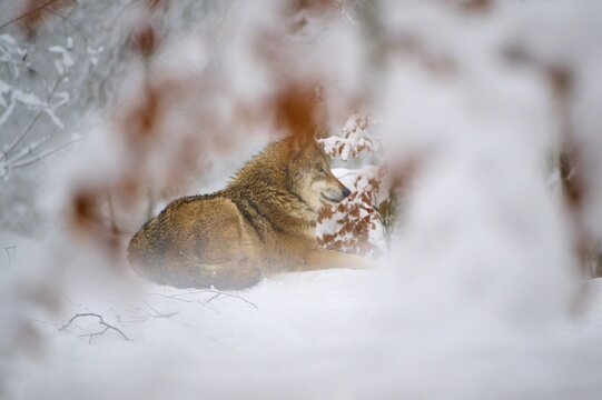 A resting wolf in the snow, surrounded by delicate branches, creates a tranquil image, Winter, Wolf (Canis lupus), Germany