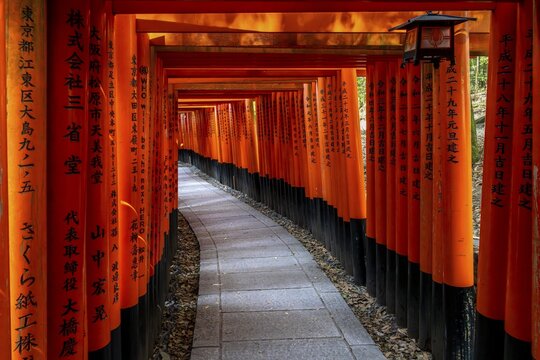 Torii path in Fushimi Inari-Taisha, Lantern, Fushimi-ku, Kyōto, Kyōto Prefecture, Japan