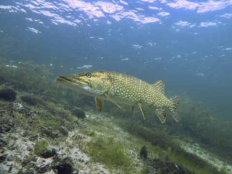 A large pike (Esox lucius) swims in clear water through an environment with aquatic plants. Dive site Parkhaus Post, &Uuml;berlingen, Lake Constance, Germany