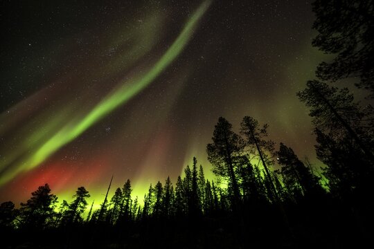Northern Lights (Aurora borealis), Norrbotten, Lapland, Sweden, October 2022