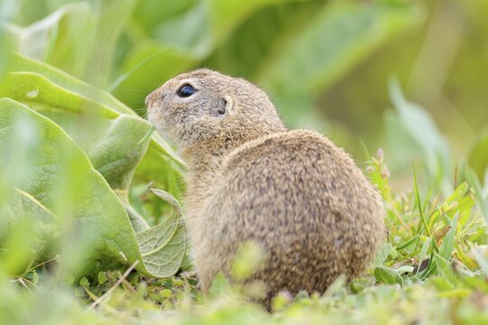 An adult ground squirrel (Spermophilus citellus) eats leaves and flowers on a cloudy day in a green meadow with tall vegetation. Austria