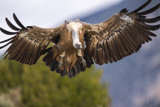 Griffon Vulture (Gyps fulvus) in flight, approaching in the mountains, Pyrenees, Catalonia, Spain