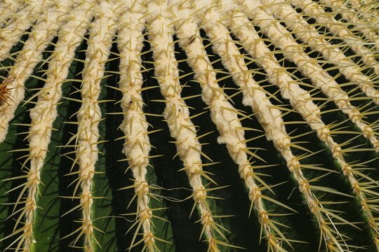 Golden globe cactus, Echinocactus grusonii alias Kroenleinia grusonii, also known colloquially as mother-in-law's chair, Pflanzenhaus &Uuml;berlingen, Baden-W&uuml;rttemberg, Germany.
