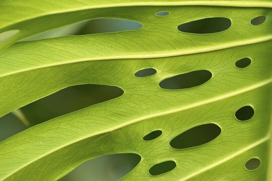 Close-up of a green Monstera leaf with irregular holes through which the light falls