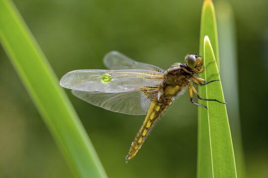 Flat belly (Libellula depressa), dragonfly sitting on a green leaf with transparent wings, clear and detailed, D&uuml;mmer nature park Park, Lower Saxony, Germany