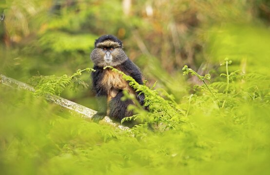 Golden monkey (Cercopithecus mitis kandti) among ferns, Virunga Volcanic Mountains, Parc National des Volcans, Volcanoes National Park, Rwanda