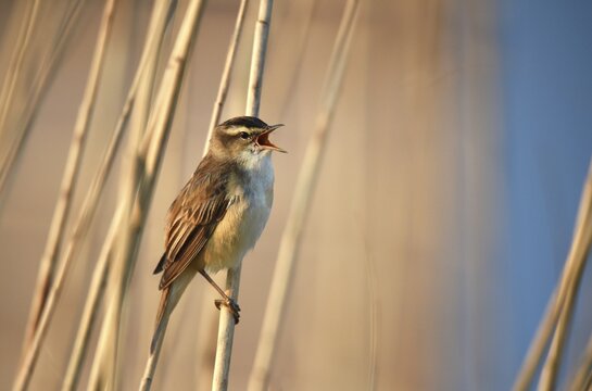 Reed warbler singing in the reeds, Schleswig-Holstein, Germany