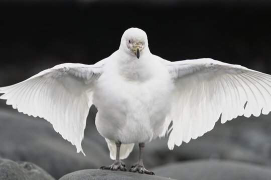 White-faced sheathbill (Chionis albus), standing on stone with spread wings, frontal view, Antarctic Peninsula, Antarctica