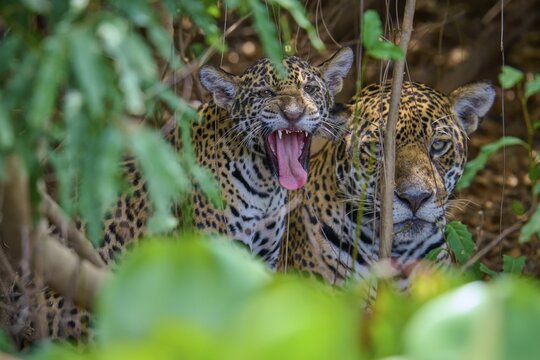 Young jaguar yawns and relaxes next to a silent mate, Jaguar (Panthera onca), Pantanal, Mato Grosso, Brazil