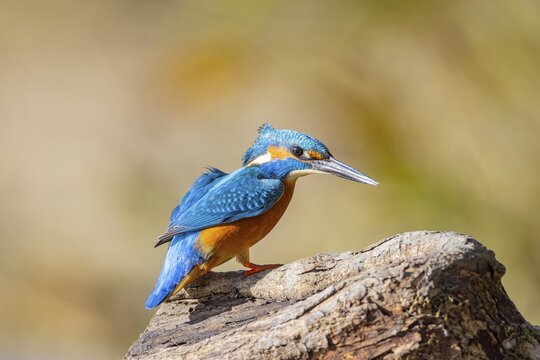 Kingfisher (Alcedo atthis) ml Germany