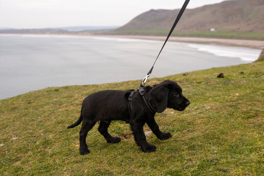 Puppy Black Cocker Spaniel