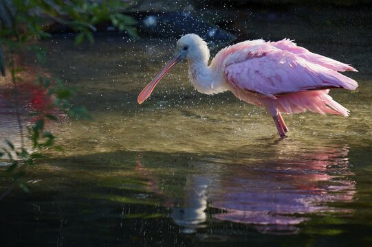 A pink bird standing in water while water reflects drops, Roseate Spoonbill (Ajaja ajaja), spring, St. Augustine, Florida, USA