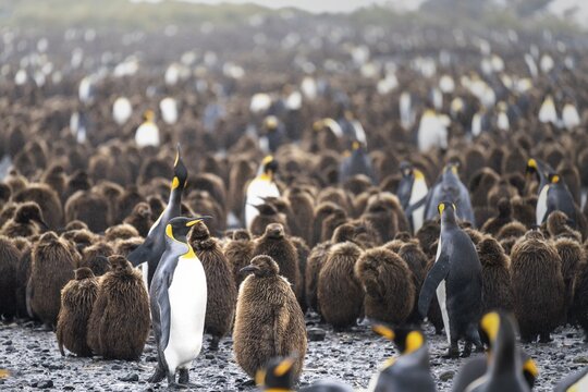 King penguins (Aptenodytes patagonicus), adult birds with brown chicks in a large breeding colony, Salisbury Plain, South Georgia