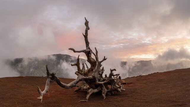 Sunset, dead tree in the fog, fog clouds, red earth, erosion, La Gomera, Canary Islands, Spain