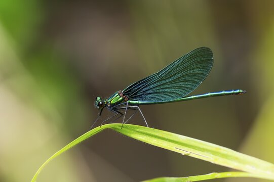 Beautiful demoiselle (Calopteryx virgo) damselfly sitting on a blade of grass, Bavaria, Germany