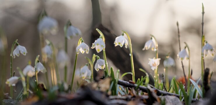 Several spring snowflakes (Leucojum vernum) in the forest, illuminated by soft sunset light, M&uuml;nsterland, North Rhine-Westphalia, Germany