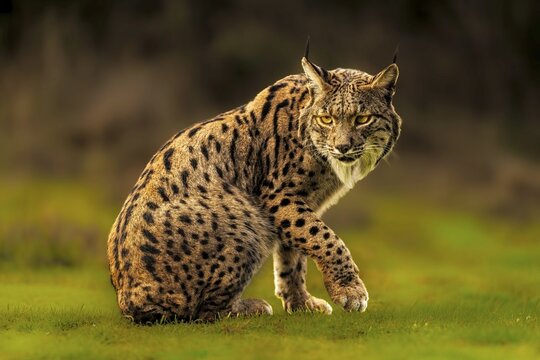 Common Lynx, Iberian Lynx, Lynx pardinus, Castilla La Mancha, Spain