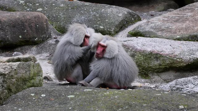 Hamadryas baboon, papio hamadryas, sitting together and grooming each other. Papio hamadryas is a species of baboon