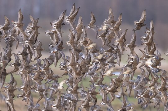 A dense flock of ruff (Calidris pugnax) flying synchronously in the same direction, D&uuml;mmer nature park Park, Lower Saxony, Germany