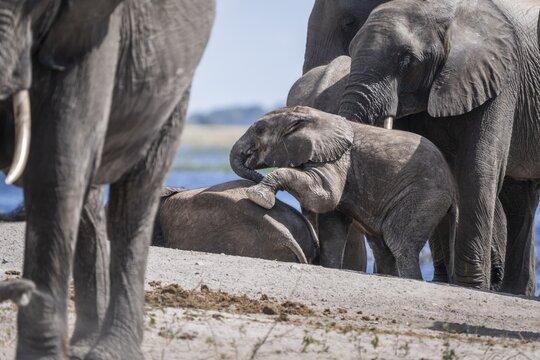 Baby elephant (Loxodonta africana) crawling onto another young elephant surrounded by the elephant herd. Chobe National Park, Botswana