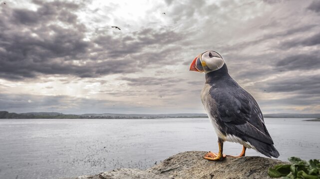 A puffin stands on a cliff overlooking the sea under a cloudy sky at sunset, wide angle view showing the surrounding landscape, Hornoya, Vard&oslash;, Finnmark, Norway