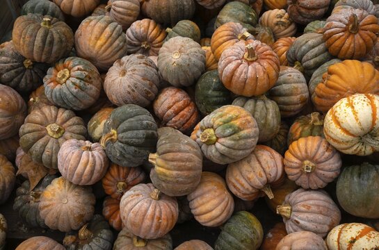 Blacklittle pumpkin, pumpkins, sales stand, Ludwigsburg, Baden-W&uuml;rttemberg, Germany