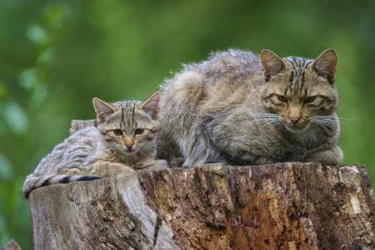 Wild cat with kitten sitting attentively on a tree stump surrounded by thick, green forest, European wildcat (Felis silvestris), summer, Germany