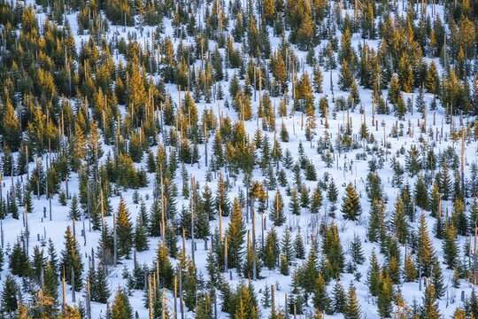 Norway spruce (Picea abies) trees and dead tree trunks from an aerial perspective at sunrise in winter, mount Lusen, Bavarian Forest, Bavaria, Germany