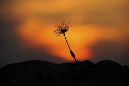 Silhouette of a flower in front of a colourful sunset sky, Pasque flower (Pulsatilla vulgaris), Upper Palatinate