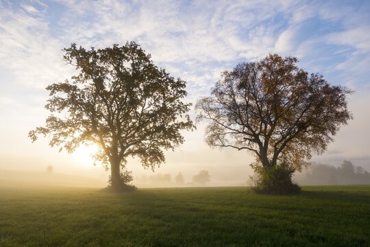 Two trees at sunrise in a meadow, fog gives the scene a quiet atmosphere, near F&uuml;ssen, Allg&auml;u, Swabia, Bavaria, Germany